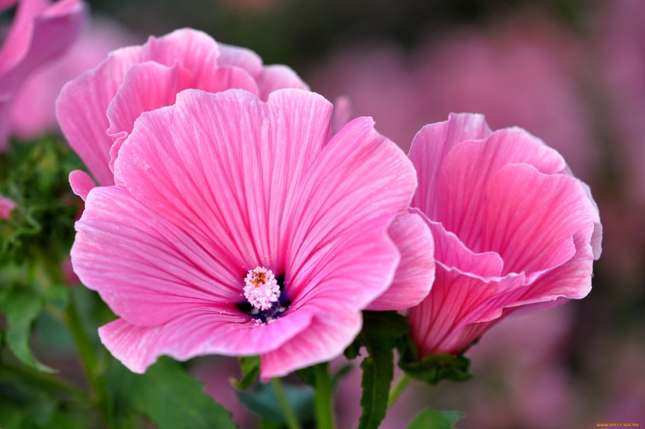 Цветок лаватера однолетник