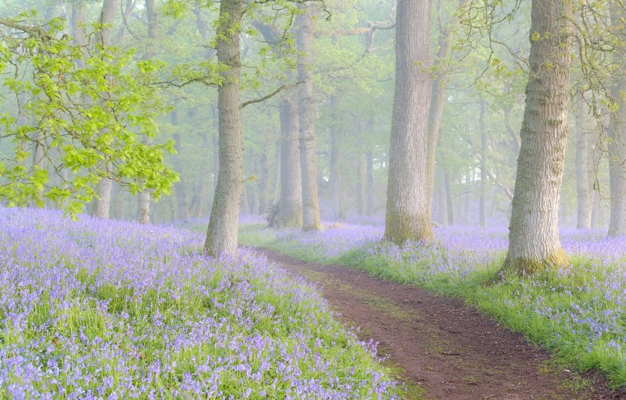 Тропинка лес овощи