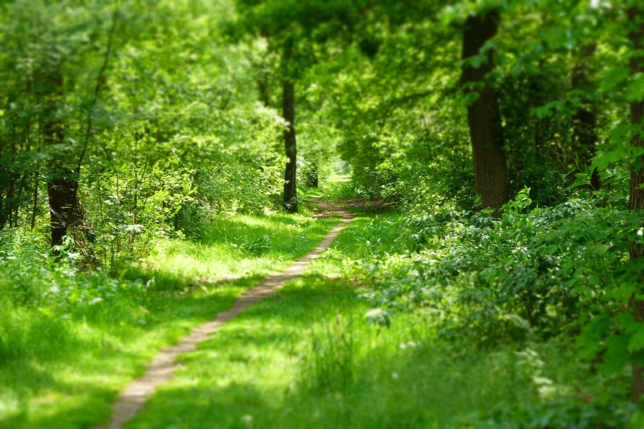 Части растения