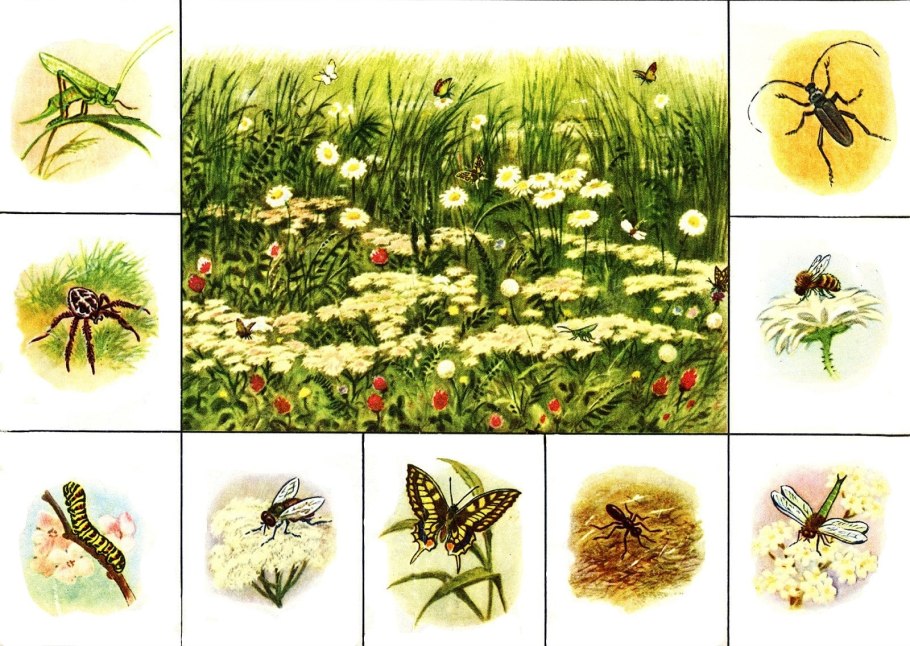 Широколиственный лес тропа