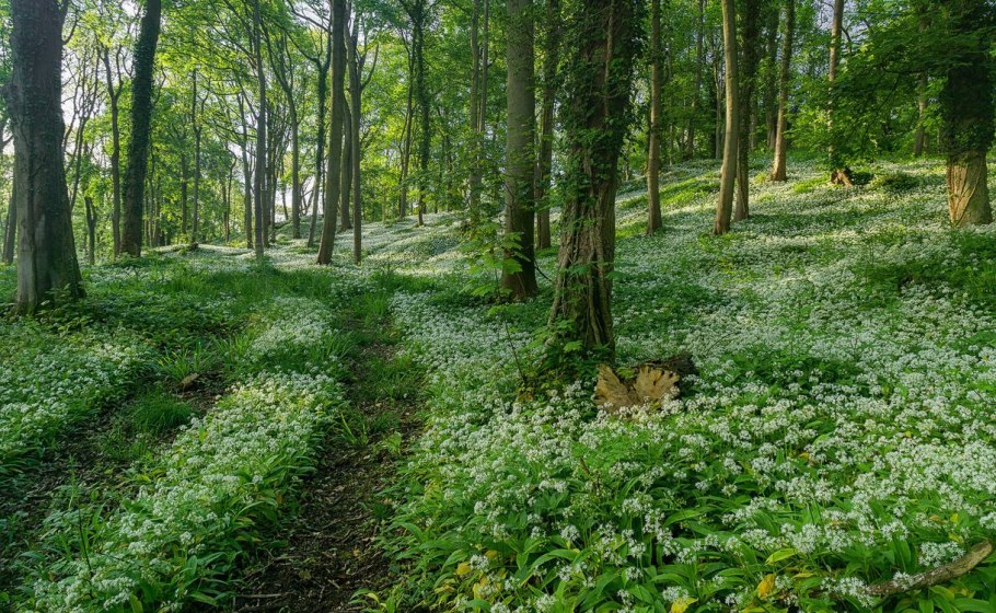 Сет "в утреннем лесу "