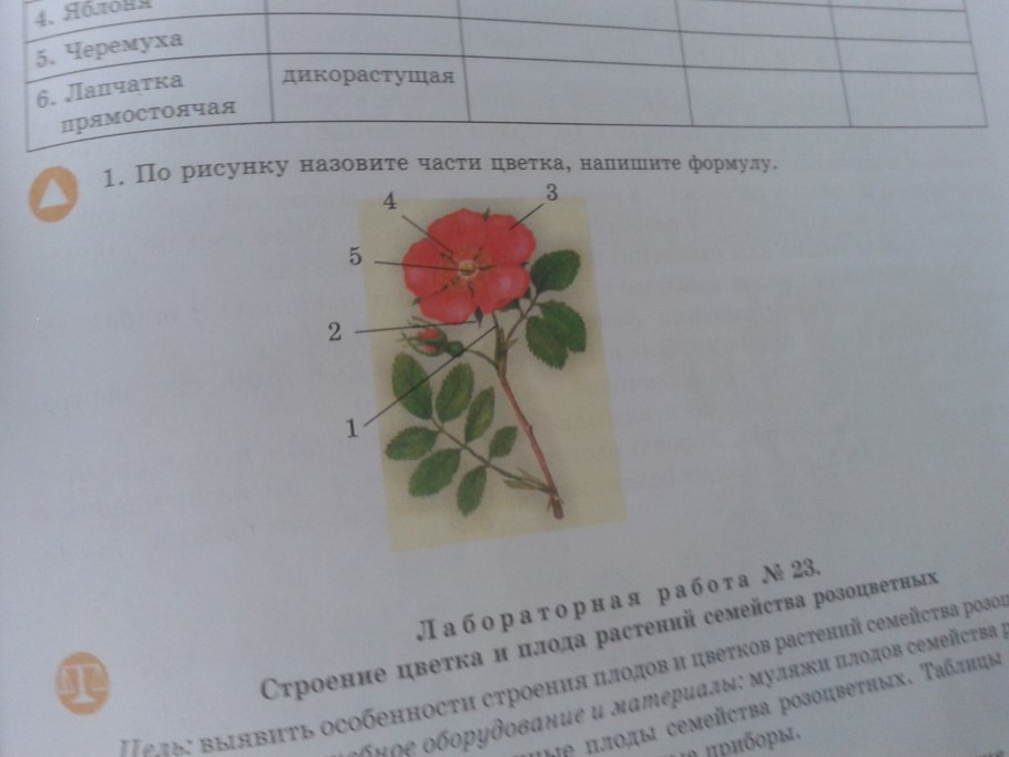 Зеленая тропа