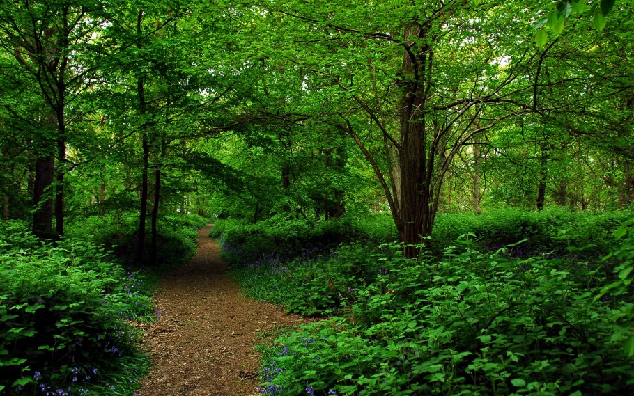 Сказочная Поляна для детей