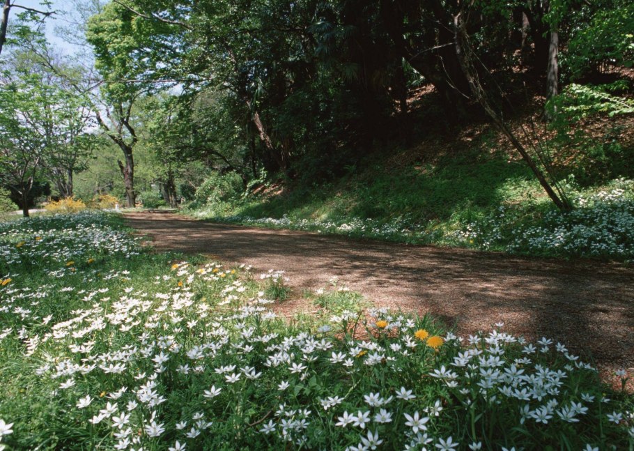 Зеленая тропинка Плешаков
