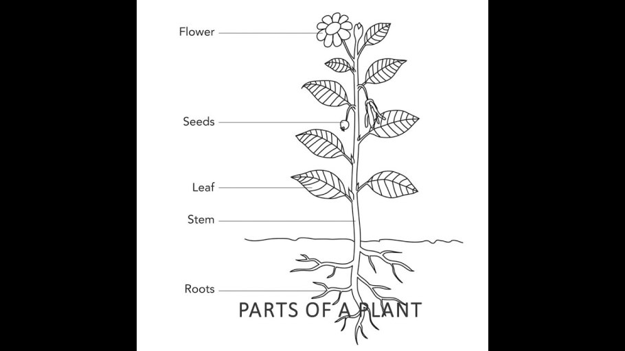 Заросли растений