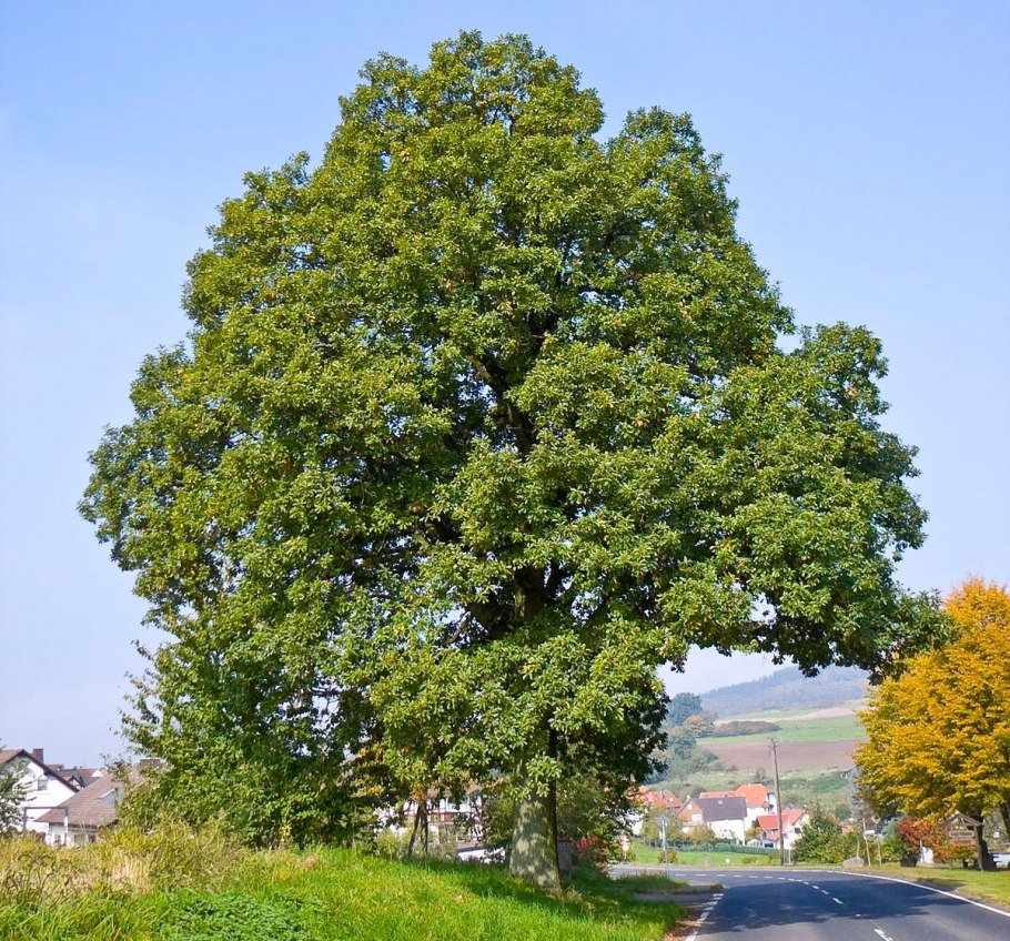 Плод дуба Желудь