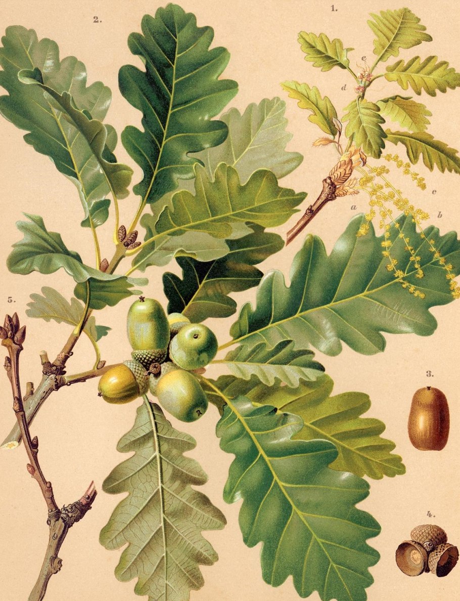 Quercus acuta , японский вечнозеленый дуб