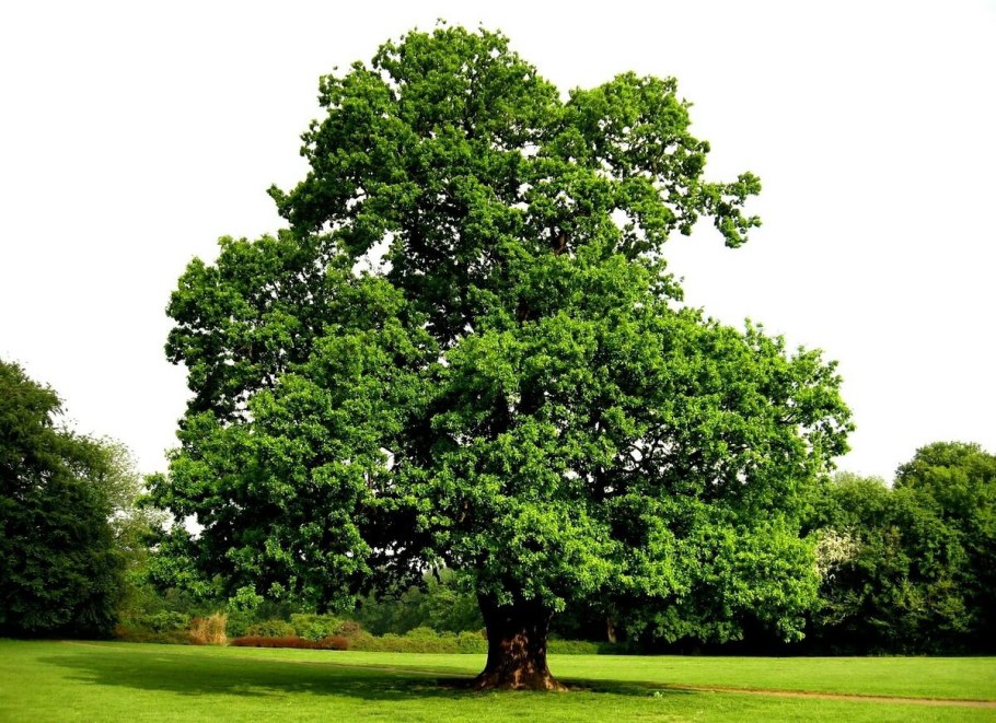 Quercus castaneifolia