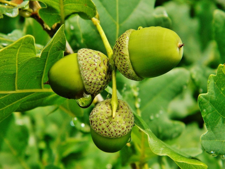 Дуб красный желуди