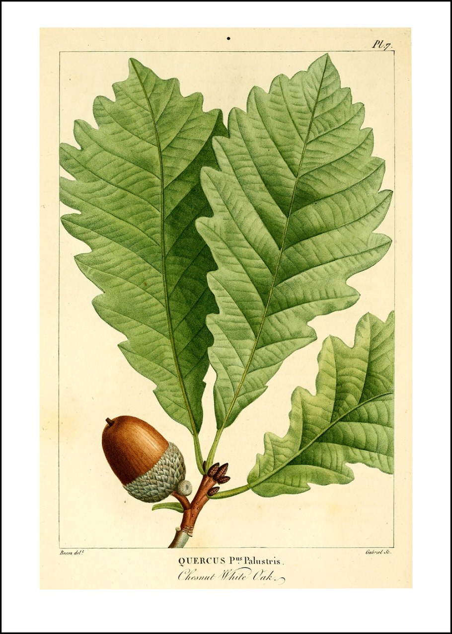 Дуб зубчатый Quercus dentata