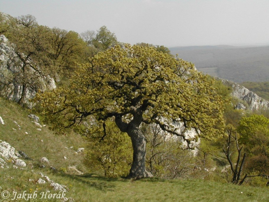 Дуб обыкновенный (Quercus Robur)