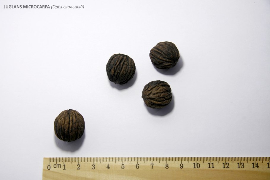 Quercus mongolica дерево