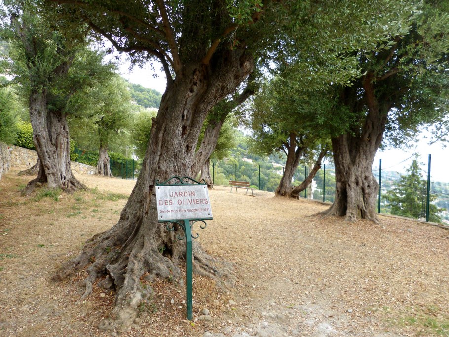 Дуб скальный (Quercus petraea)