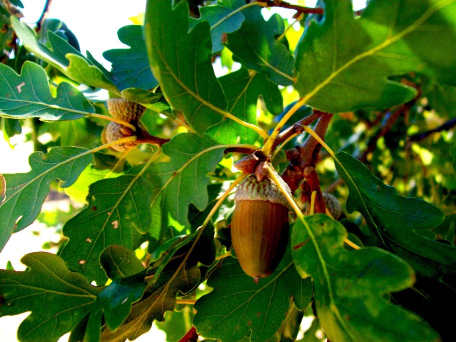 Дуб черешчатый кора