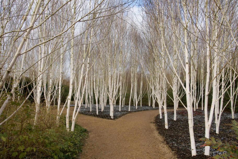 Береза обыкновенная (Betula Alba)