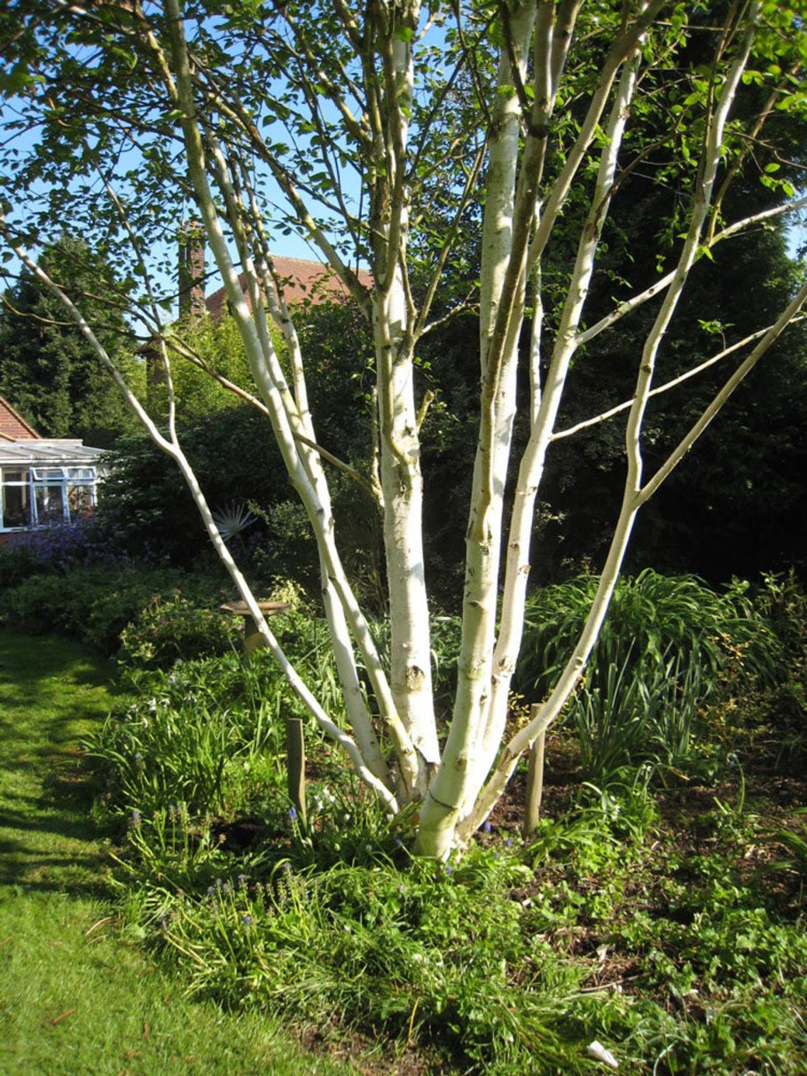 Береза Betula utilis