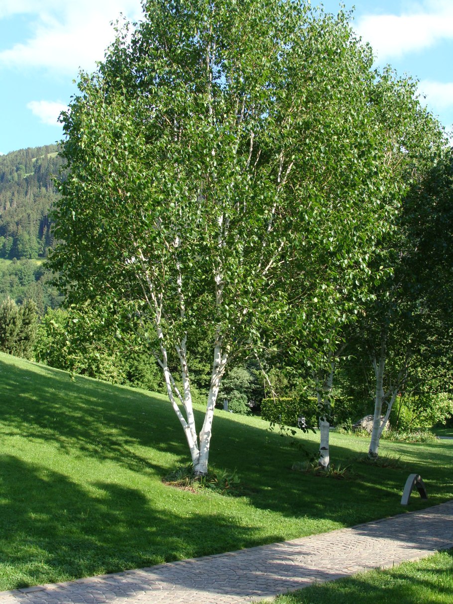 Береза Жакмана