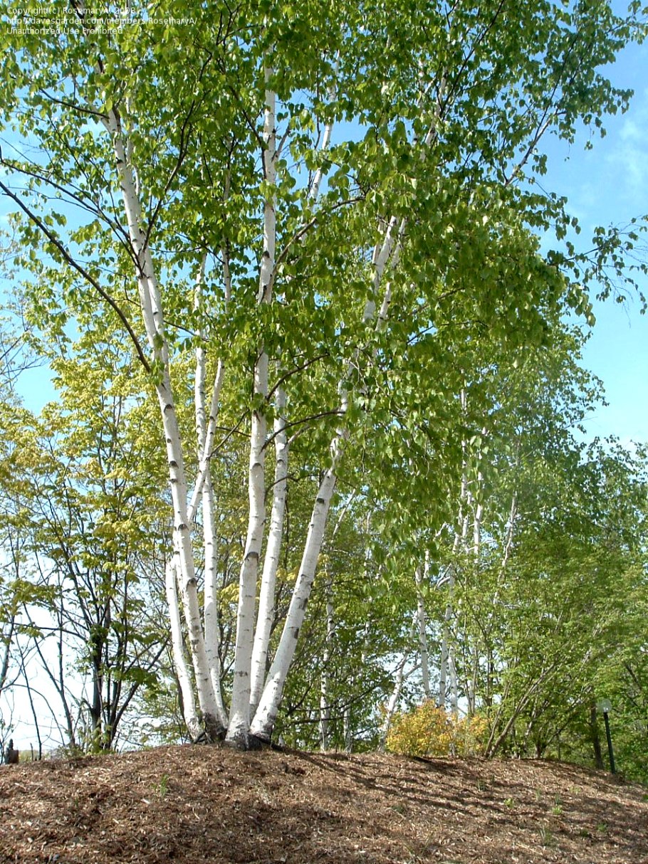 Береза Жакмана Doorenbos