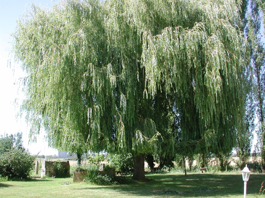 Береза бумажная Betula papyrifera