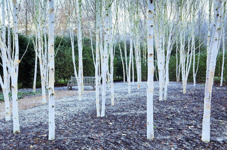 Береза обыкновенная (Betula Alba)