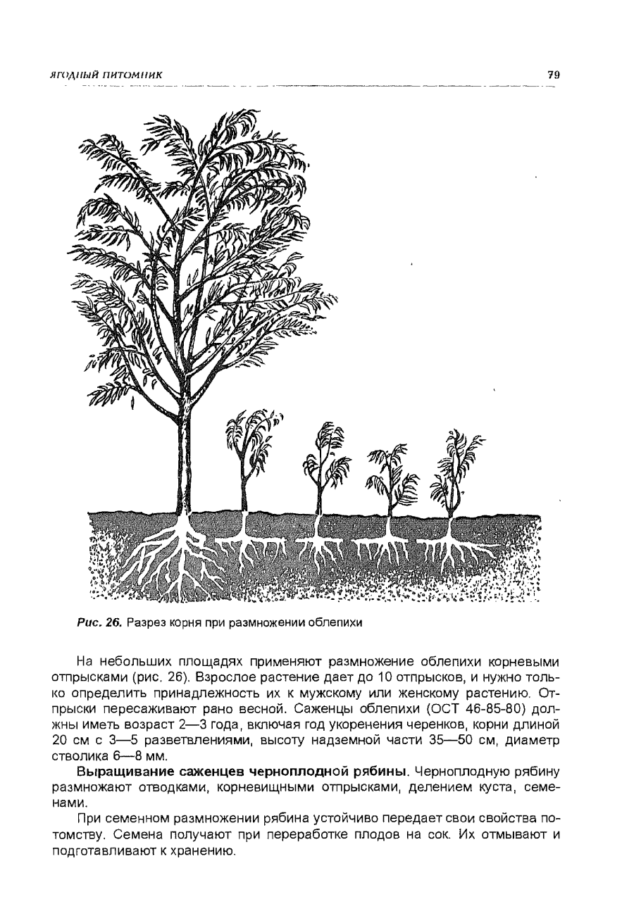 Vegetative reproduction of Raspberries vector