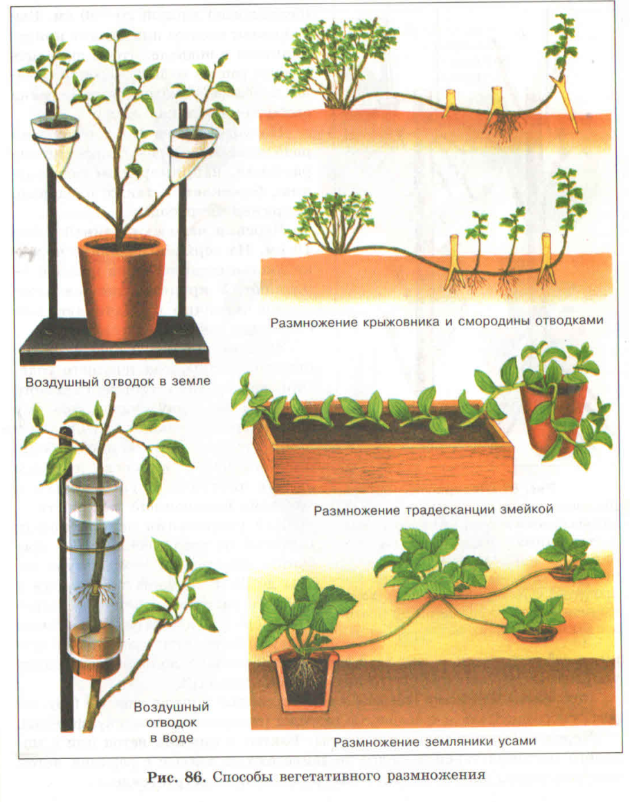 Размножение стеблевыми отпрысками