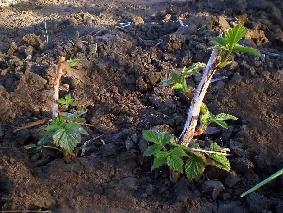 Размножение отводками смородины схема