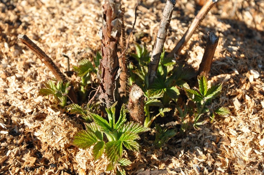 Пузыреплодник калинолистный размножение отводками