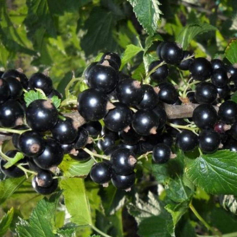 Смородина черная Селеченская 2