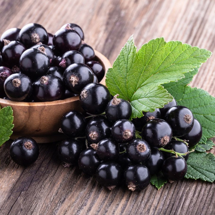 Смоква черная смородина