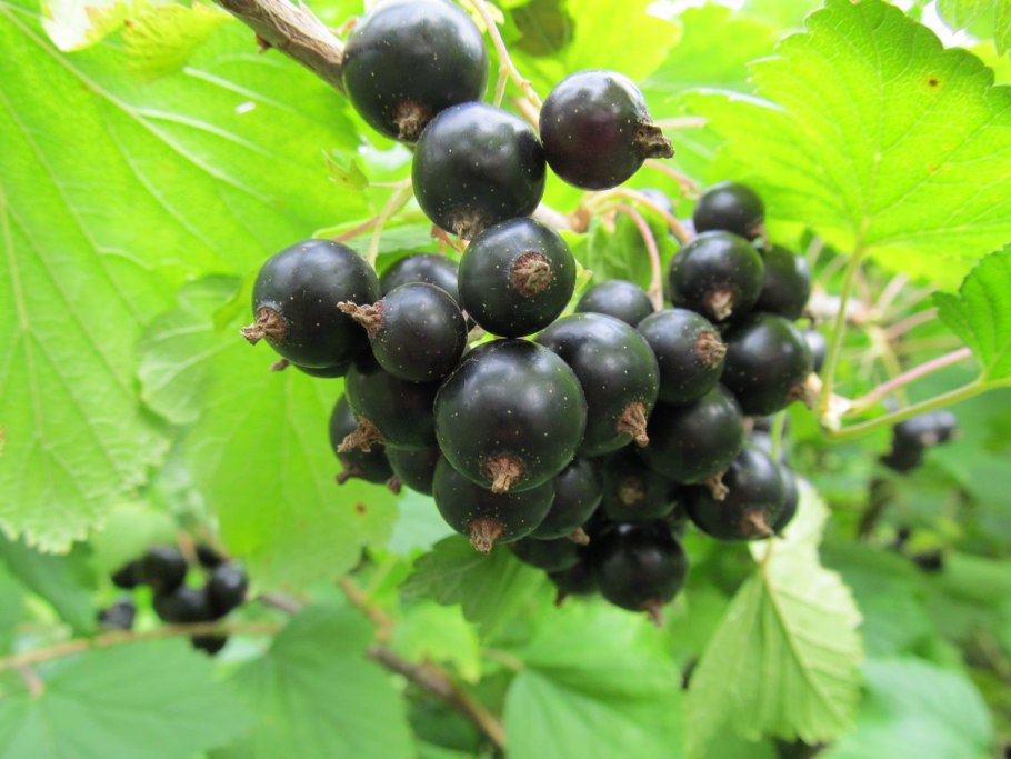 Смородина черная Фармакогнозия