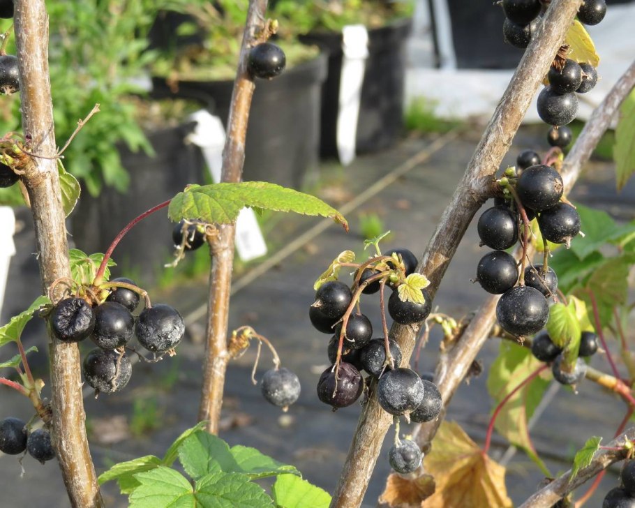 Смородина черная Селеченская