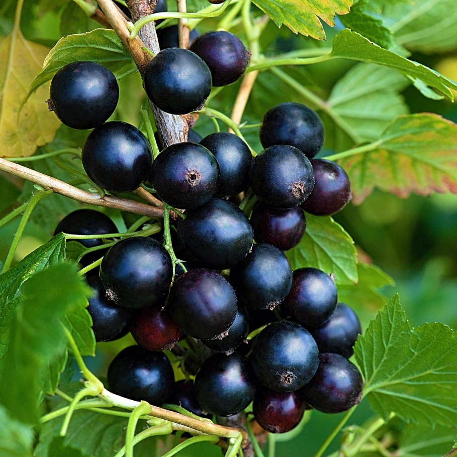 Саженцы смородина Литвиновская