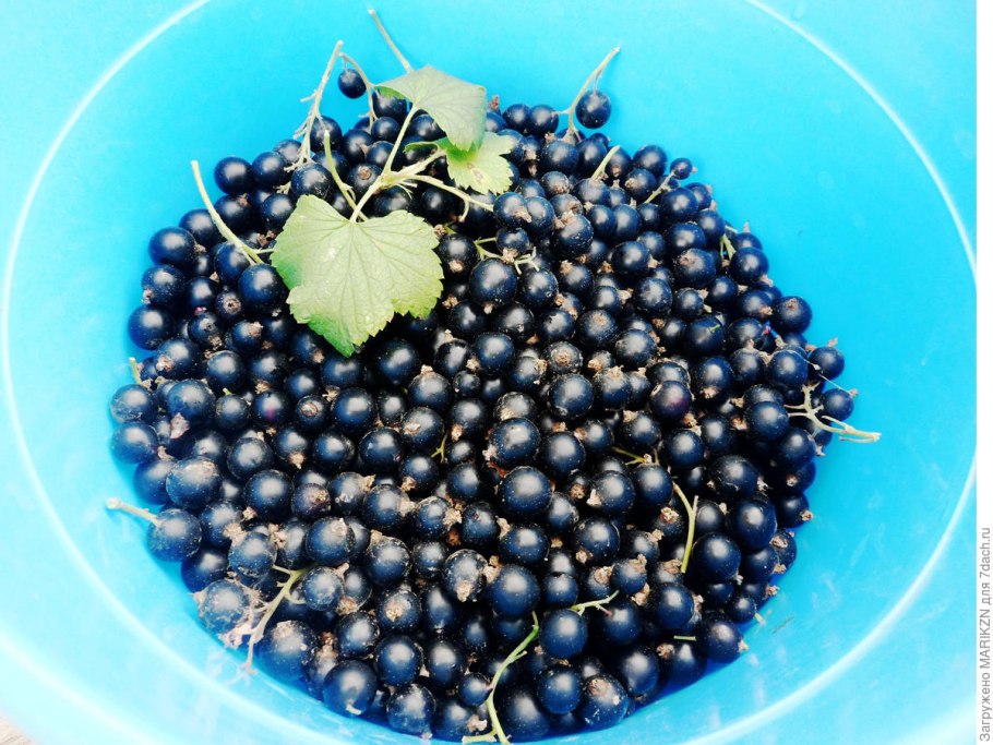 Смоква черная смородина