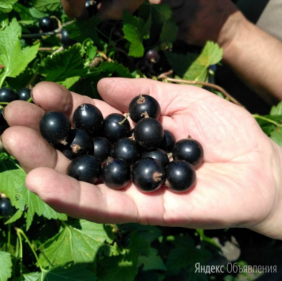 Смородина черная (ribes nigrum l.)