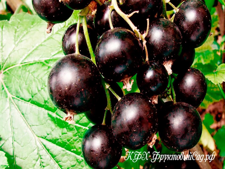 Смородина сорт Гулливер