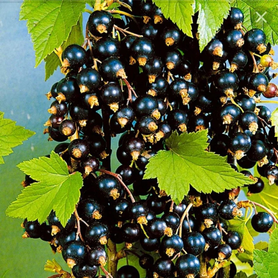 Смородина черная Литвиновская