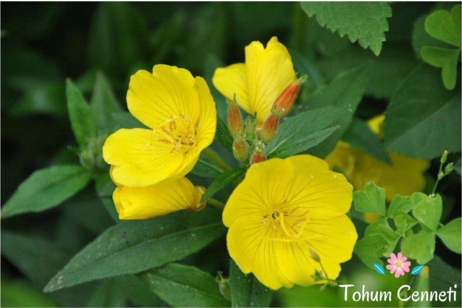 Энотера желтая