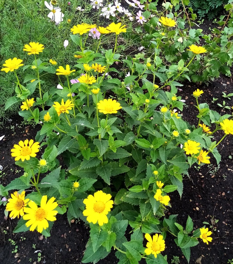 Гелиопсис подсолнечниковый Асахи