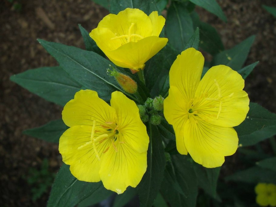 Ослинник душистый