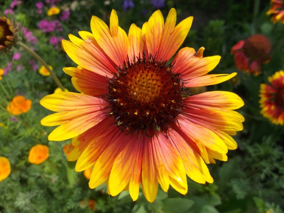 Гайлардия остистая с воронковидными лепестками
