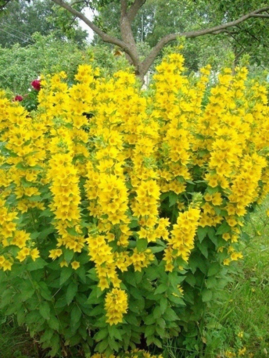 Вербейник точечный (Lysimachia punctata)