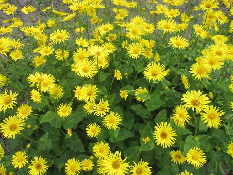 Гелиопсис дороникум