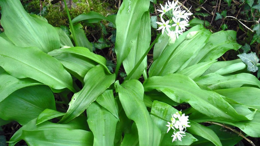 Черемша Лесная