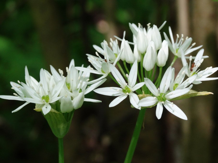 Allium ursinum черемша