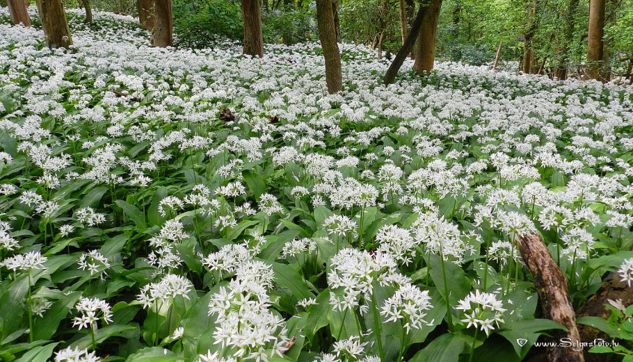 Соцветие у черемши
