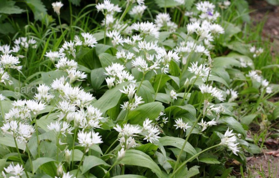 Allium ursinum черемша