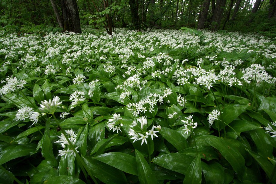 Черемша Медвежье ушко