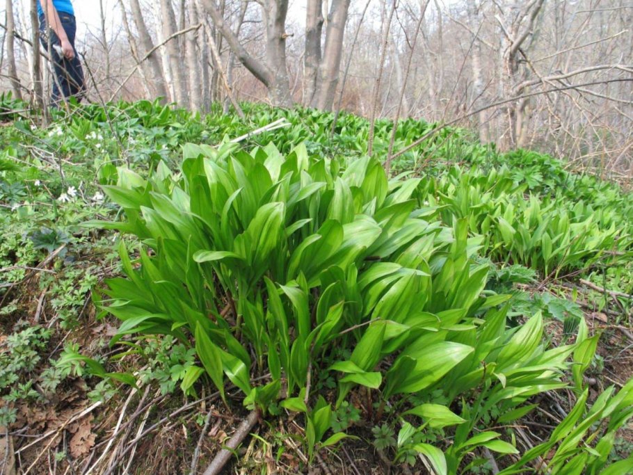 Allium ursinum черемша