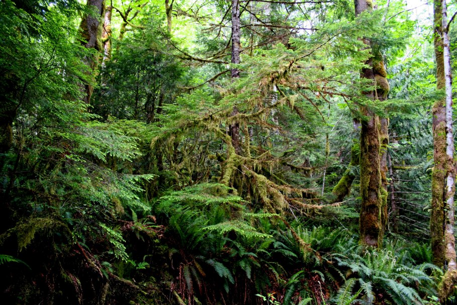 Американский лес Redwood
